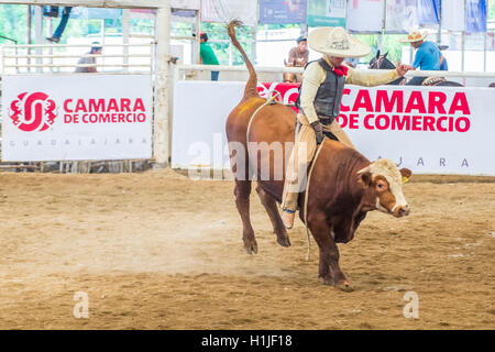 Charro Participates in a bull riding Competition at the 23rd International Mariachi & Charros festival in Guadalajara Mexico Stock Photo