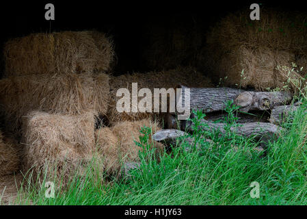 Heu, Heuballen in Scheune Stock Photo