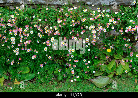 600 Spanisches Gänseblümchen Samen - Erigeron Karvinskianus Für Balkon & Garten