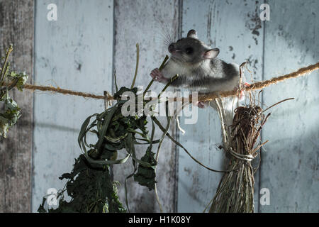 Fat Dormouse, Edible Dormouse, climbing on line with herbs for drying, (Glis glis) Stock Photo