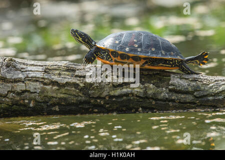 Florida Red-bellied Cooter , sun basking on tree trunk in pond, (Pseudemys nelsoni) Stock Photo