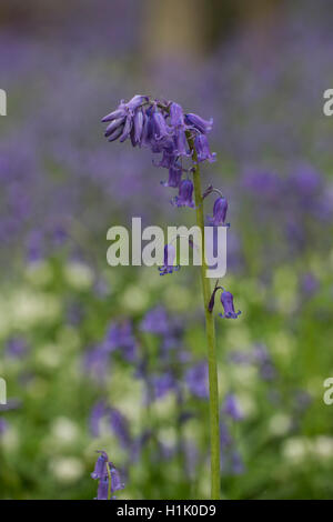 bluebells flowering in beech forest, Hallerbos, Halle, Vlaams-Brabant, Belgium, (Hyacinthoides non-scripta) Stock Photo
