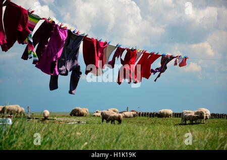 Waschtag, Waesche, Schafe, Hallig, Nordsee Stock Photo