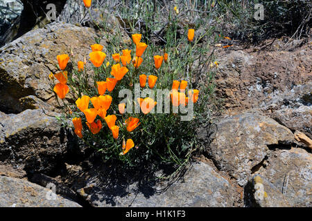 Kalifornischer Mohn, Goldmohn (Eschscholzia californica), Kanarische Inseln, Teneriffa, Spanien, Europa Stock Photo