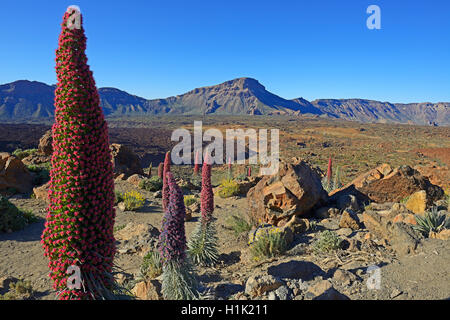 Wildprets Natternkopf (Echium wildpretii), Teide-Nationalpark, Las Llanadas, Provinz Santa Cruz de Tenerife, Teneriffa, Kanaren, Spanien Stock Photo