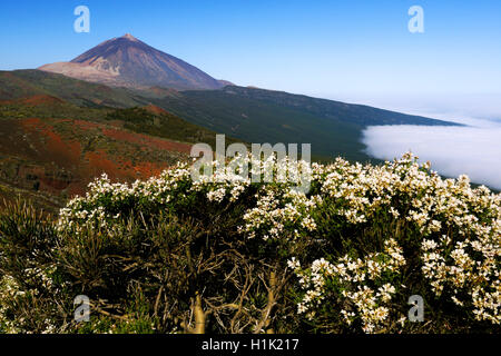 Vulkan Pico del Teide, Teide-Nationalpark, Parque Nacional de las Canadas del Teide, Teneriffa, Kanarische Inseln, Spanien Stock Photo