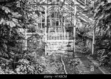 Beautiful old Victorian era greenhouse left ro ruin in old English garden in black and white Stock Photo