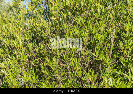 Foliage of Phillyrea angustifolia. It is a species in the family Oleaceae native to the Mediterranean region Stock Photo