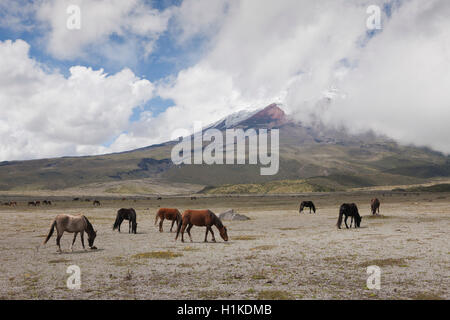 Wild Horses grazing near Cotopaxi, Cotopaxi National Park, Ecuador Stock Photo