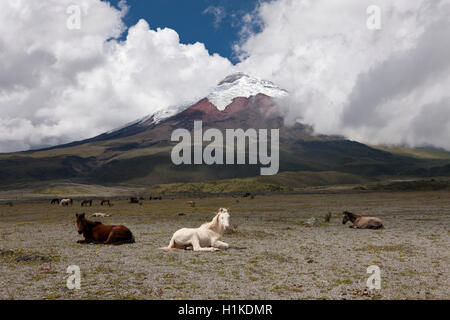 Wild Horses grazing near Cotopaxi, Cotopaxi National Park, Ecuador Stock Photo