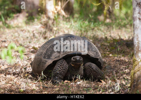 Galapagos Giant Tortoise, Chelonoidis nigra, Santa Cruz Island, Galapagos, Ecuador Stock Photo