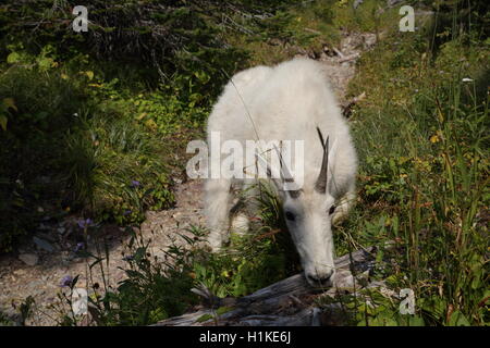 Mountain Goat Oreamnos americanus Glacier National Park Montana USA Stock Photo