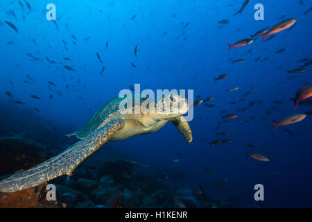 Green Sea Turtle, Chelonia mydas, Wolf Island, Galapagos, Ecuador Stock Photo