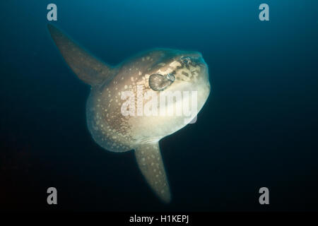 Ocean Sunfish, Mola mola, Punta Vicente Roca, Isabela Island, Galapagos, Ecuador Stock Photo
