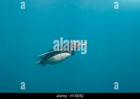 Galapagos Penguin, Spheniscus mendiculus, Punta Vicente Roca, Isabela Island, Galapagos, Ecuador Stock Photo