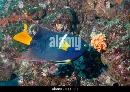 King Angelfish, Holacanthus passer, Cabo Marshall, Isabela Island, Galapagos, Ecuador Stock Photo