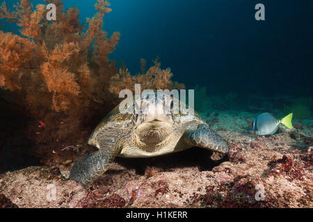 Green Sea Turtle, Chelonia mydas, Cousins Rock, Santiago Island, Galapagos, Ecuador Stock Photo