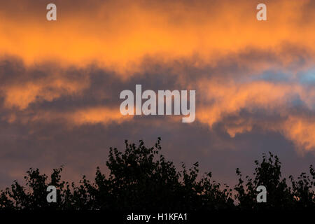 A dawn sky over trees, England, UK Stock Photo