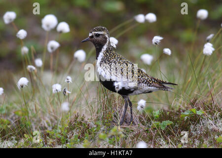 Golden plover (Pluvialis apricaria) in tundra, tussock cottongrass (Eriphorum vaginatum), Lofoten, Norway Stock Photo