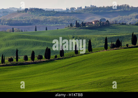 Hilly landscape with wheat fields and cypress trees, Asciano, Crete Senesi, Province of Siena, Tuscany, Italy Stock Photo