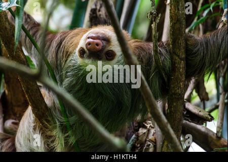 Linnaeus's two-toed sloth (Choloepus didactylus), Puerto Viejo de Sarapiqui, Heredia, Costa Rica Stock Photo