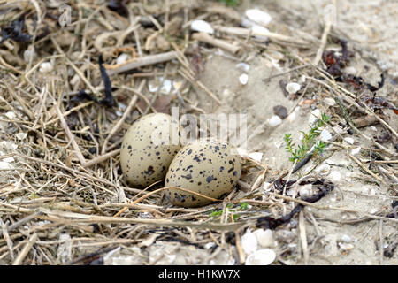 Nest with two eggs, Eurasian oystercatcher (Haematopus ostralegus), Norderney, East Frisian Islands, Lower Saxony, Germany Stock Photo