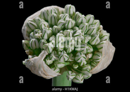 Inflorescence of an onion (Allium cepa) Stock Photo