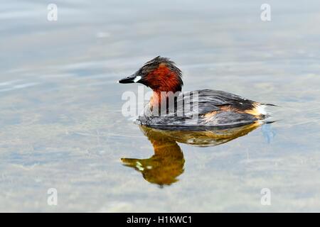 Little Grebe (Tachybaptus ruficollis) in the water, Canton of Neuchâtel, Switzerland Stock Photo