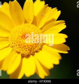 yellow corn marigold Summer wild flower Jane Ann Butler Photography JABP1353 Stock Photo