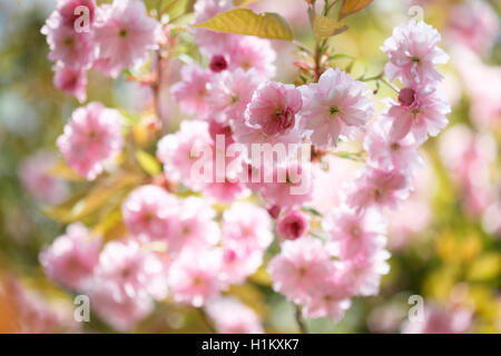 stunning cherry blossom on sunny Spring day Jane Ann Butler Photography JABP1300 Stock Photo