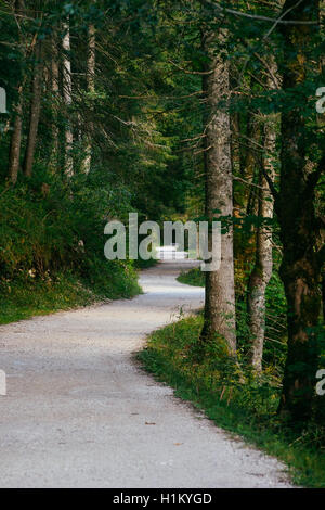 Twisting track leading through dense forest, shallow depth of field Stock Photo