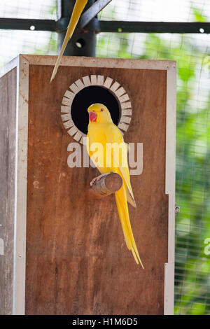 Female Lutino (yellow) Ring-Necked Parakeet, Psittacula krameri manillensis. Stock Photo