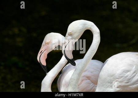 Two adult Flamingoes or Flamingos, Phoenicopterus, pose side by side. Stock Photo