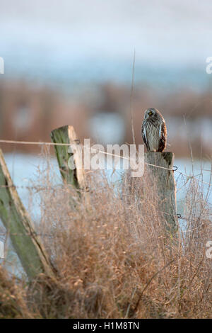 Short-eared Owl / Sumpfohreule ( Asio flammeus ) winter guest, resting on an old fence pole,surrounded by snow covered pastures. Stock Photo