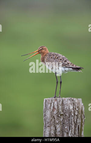 Adult Black-tailed Godwit / Uferschnepfe ( Limosa limosa) in breeding dress, resting on a fence pole, calls loudly. Stock Photo