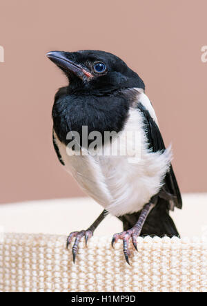 Nestling of magpie bird Stock Photo