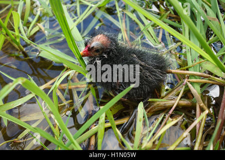 Herefordshire, UK. A very young Common Moorhen chick (Gallinula chloropus) among reeds by the edge of a river Stock Photo