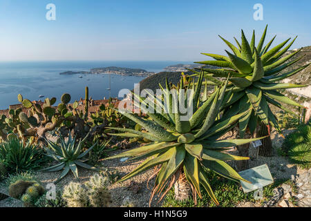 Jardin Exotique, Cacti,  Eze Village, Eze, Provence-Alpes-Cote d’Azur, France Stock Photo