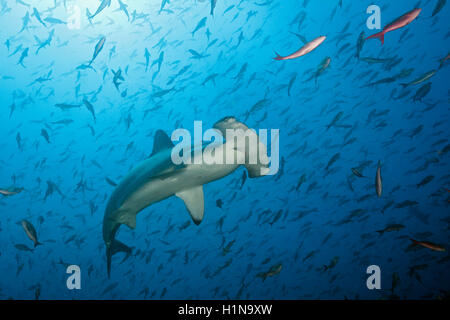 Scalloped Hammerhead Shark, Sphyrna lewini, Arch, Darwin Island, Galapagos, Ecuador Stock Photo