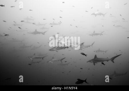 Scalloped Hammerhead Sharks, Sphyrna lewini, Wolf Island, Galapagos, Ecuador Stock Photo
