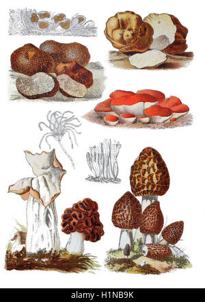 common morel, Morchella esculenta (right bottem), Fungus Gyromitra, Gyromitra esculenta (bottem center), Elvela or autumn morel, Helvella infula (bottem left), Pezia, Peziza aurantiaca (2. von top right), black truffle, Tuber brumale melanosporum (left top), White truffle, Choiromyces maeandriformis (top right) Stock Photo