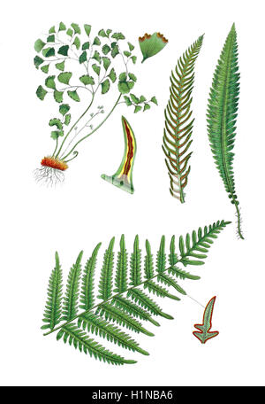 Southern maidenhair fern, black maidenhair fern, Adiantum capillus-veneris (top left),  hard-fern, Blechnum spicant (top right), brake or common bracken, eagle fern, Pteridium aquilinum (bottem) Stock Photo