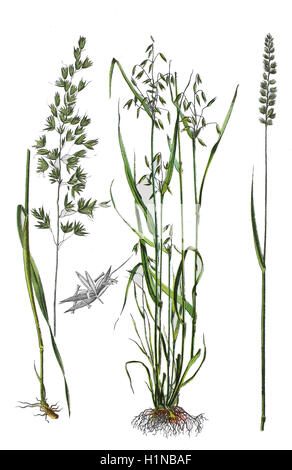 false oat-grass, tall oat-grass, tall meadow oat, Arrhenatherum elatius (left), common oat, Avena sativa (center),  Crested dog's-tail, Cynosurus cristatus (right) Stock Photo