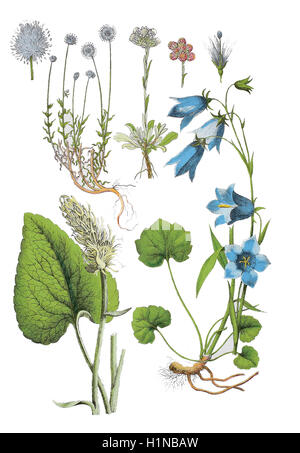 Sheep's bit scabious, Jasione montana (left top), Mountain Everlasting, Antennaria dioica (top center), spiked rampion, Phyteuma spicatum (bottem left), harebell, Campanula rotundifolia (bottem right) Stock Photo