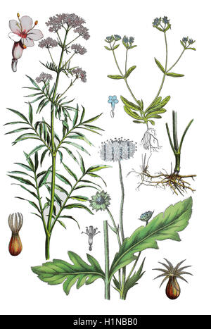 Valerian, Valeriana officinalis (left), Root of Valeriana (right center), field scabious, Knautia arvensis (bottem center), field salad, Rapunzel, Valerianella locusta (top right) Stock Photo