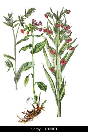 houndstongue, houndstooth, Cynoglossum officinale L. (right), lungwort, common lungwort, Pulmonaria officinalis (center), small bugloss, Lycopsis arvensis (left) Stock Photo