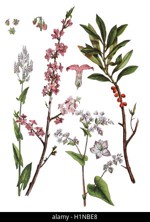 Common sorrel, Rumex acetosa (left), February daphne, Daphne mezereum (2. von left und right), Buckwheat, Fagopyrum esculentum (2. von right), Stock Photo