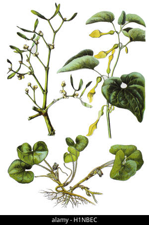 European mistleto, Viscum album (top left), hazelwort, Asarum europaeum (bottem), birthwort, Aristolochia clematitis (top right) Stock Photo