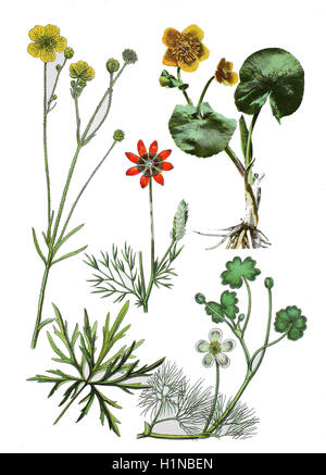 meadow buttercup Ranunculus acris (left), summer pheasant's-eye, Adonis aestivalis (center), marsh-marigold, Caltha palustris (top right), common water-crowfoot, Ranunculus aquatilis L (bottem right) Stock Photo