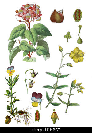 Achiote, Bixa orellana (top left), heartsease, heart's ease, heart's delight, tickle-my-fancy, Jack-jump-up-and-kiss-me, Viola tricolor (bottem left), common rock-rose, Helianthemum nummularium (bottem right) Stock Photo